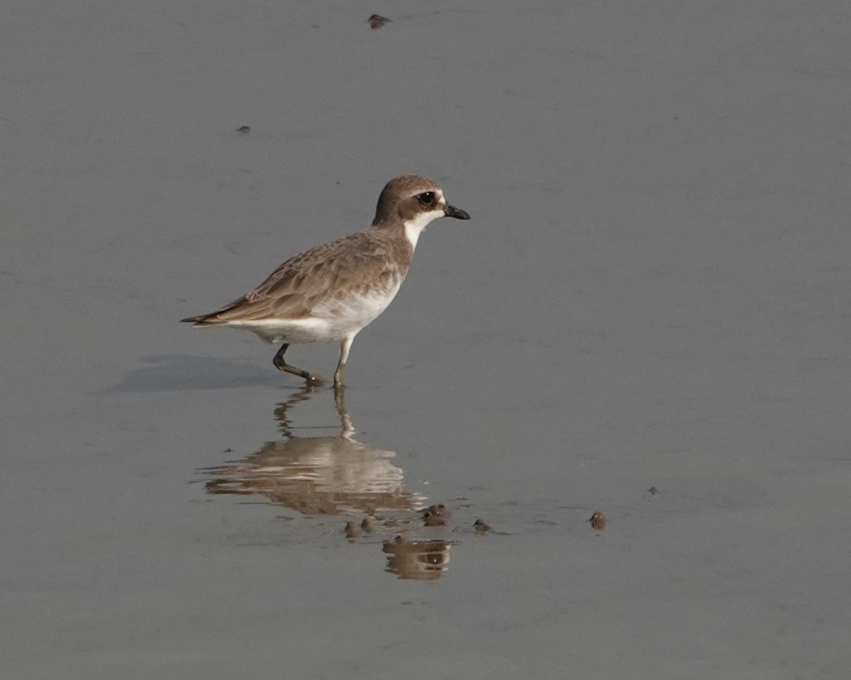 Txirritxo mongoliarra - ML646438203