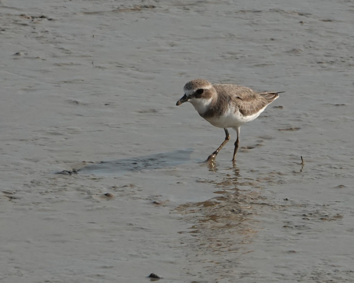 Txirritxo mongoliarra - ML646438204