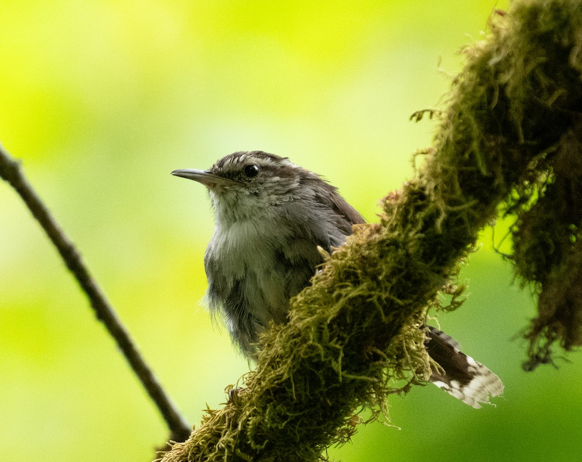 Bewick's Wren - ML646438205