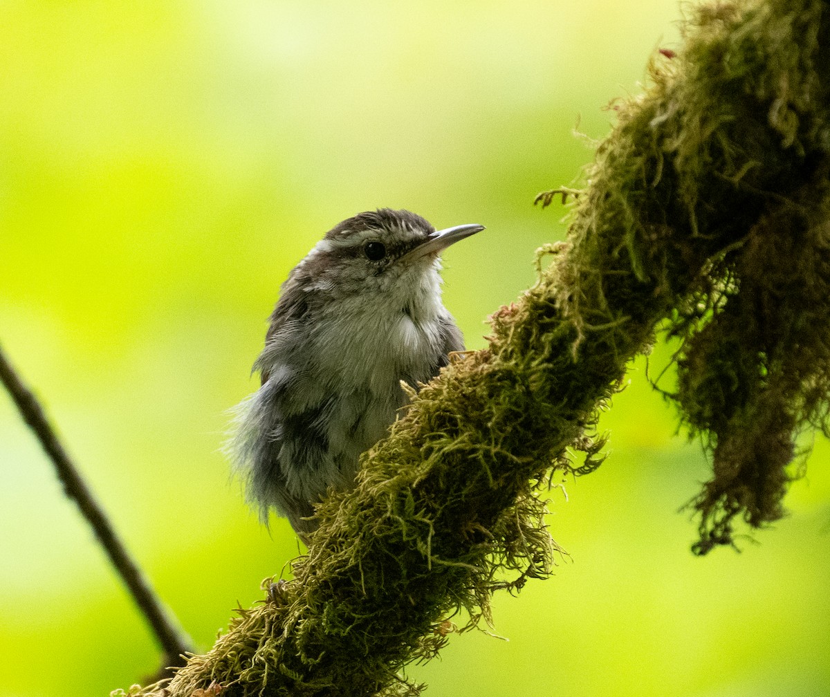 Bewick's Wren - ML646438206