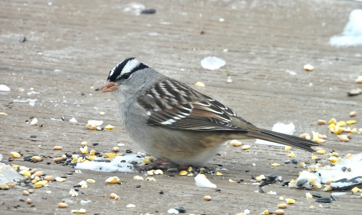 White-crowned Sparrow - ML646438209