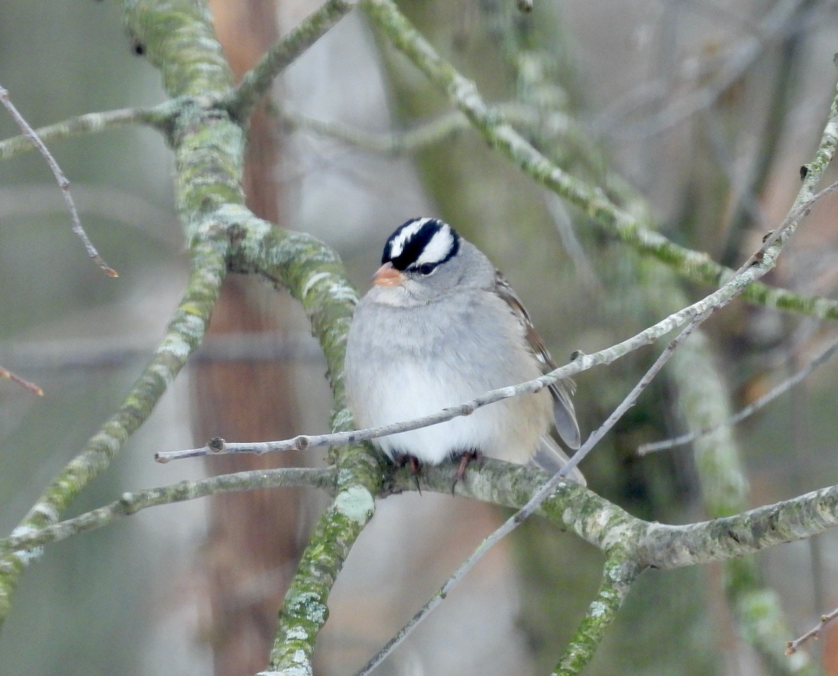 White-crowned Sparrow - ML646438210