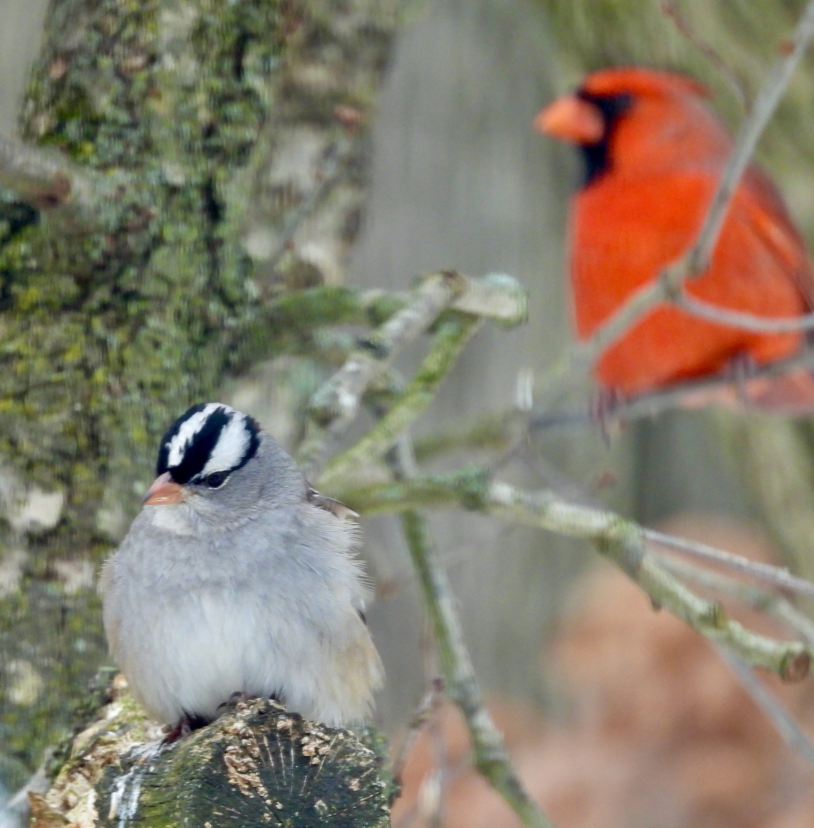 White-crowned Sparrow - ML646438211