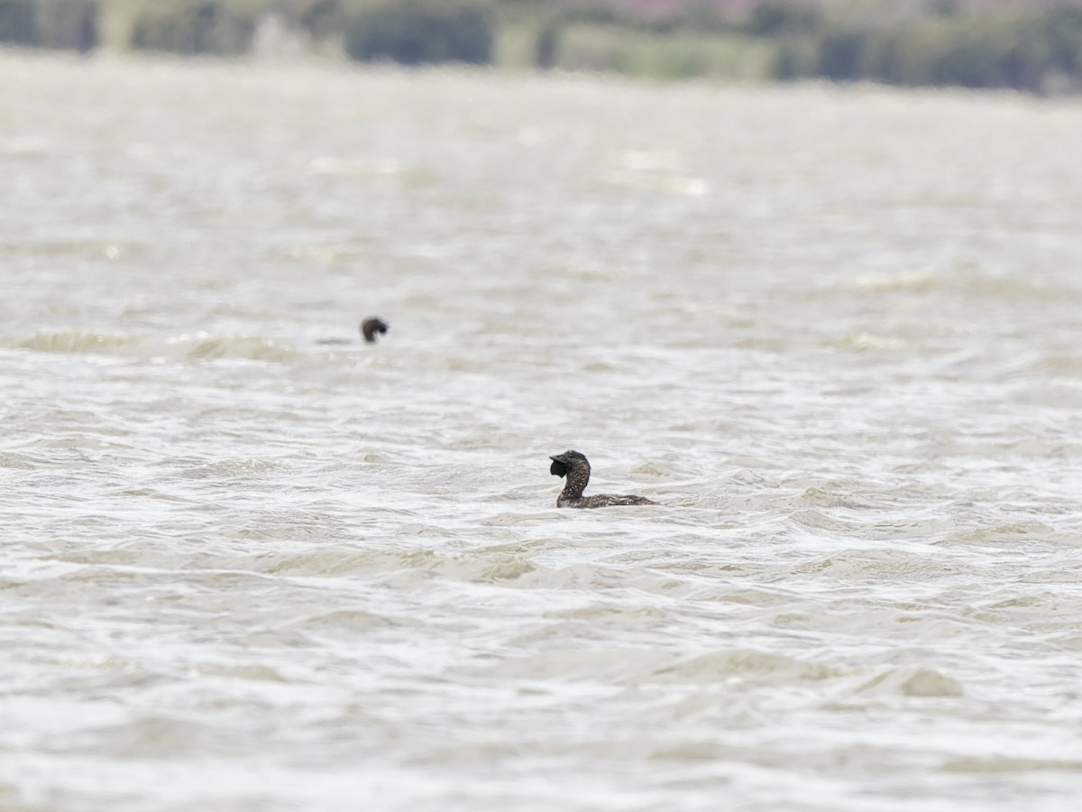 Musk Duck - ML646438212