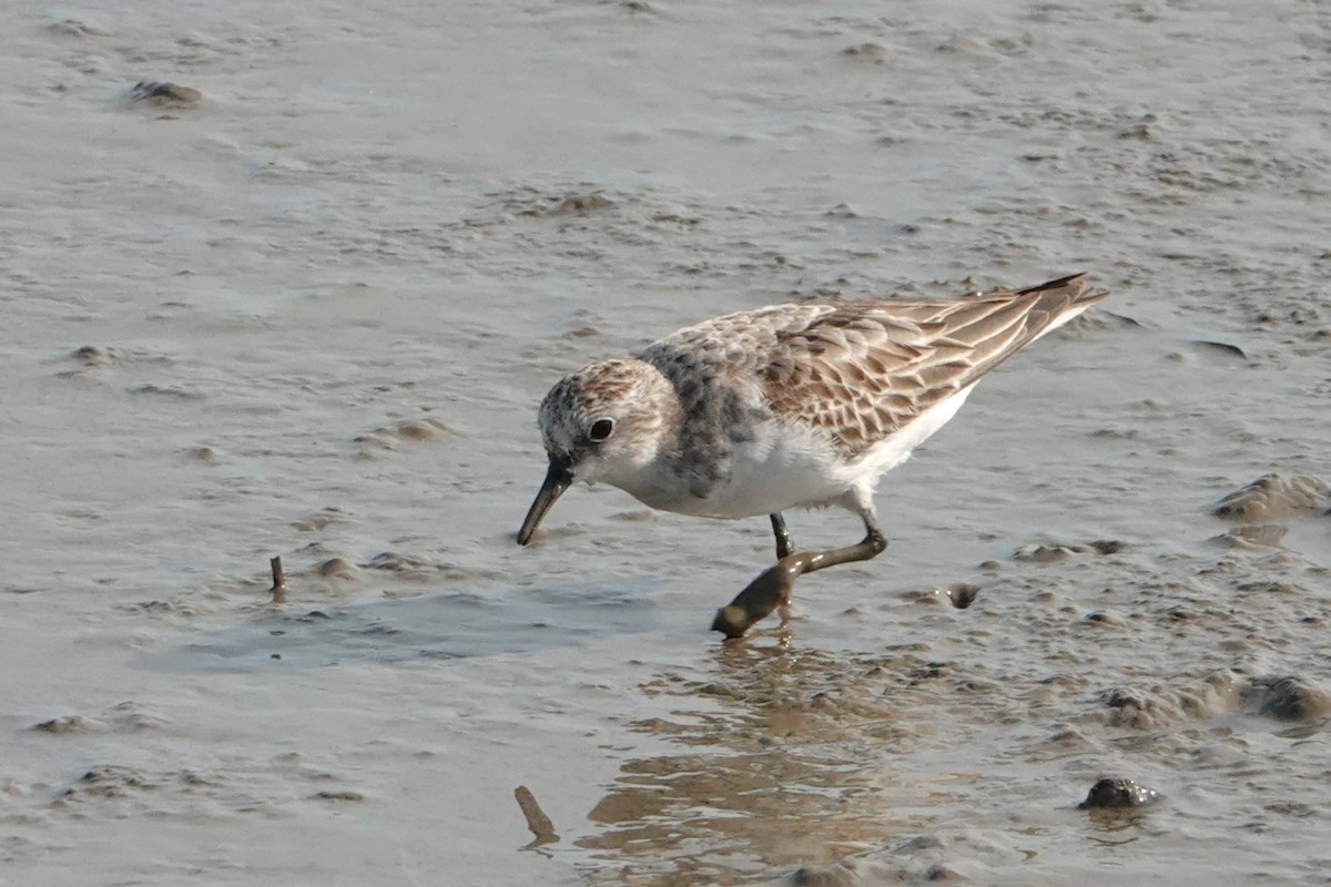 Red-necked Stint - ML646438213