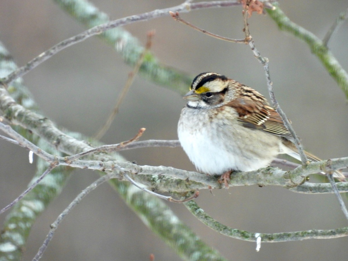 strnadec bělohrdlý - ML646438214