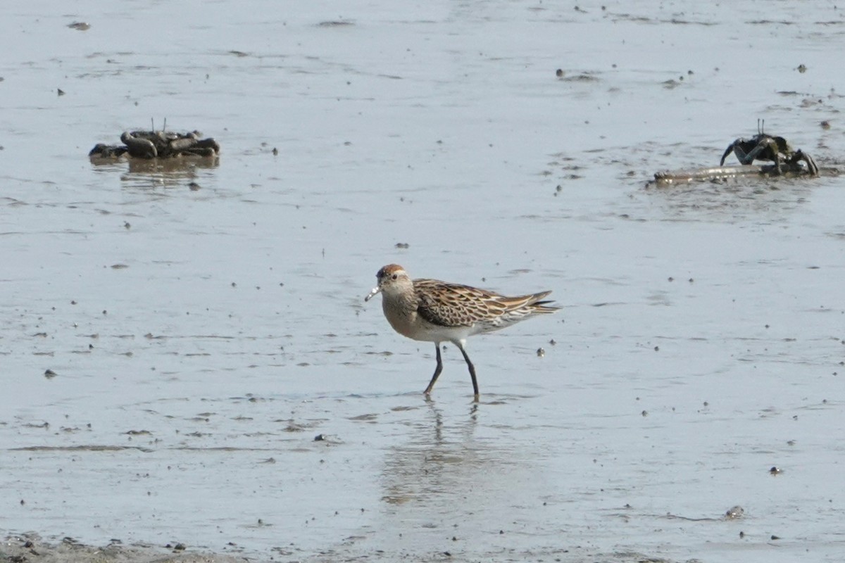 Sharp-tailed Sandpiper - ML646438215