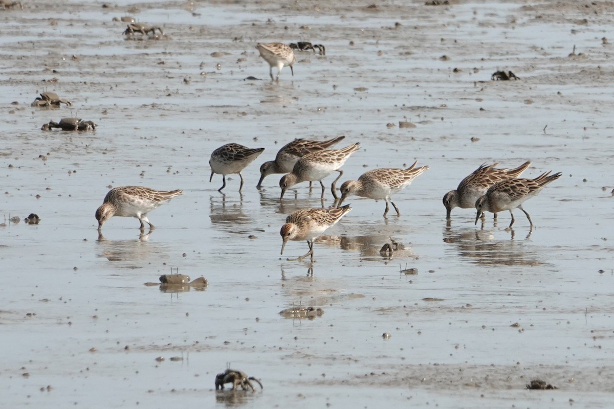 Sharp-tailed Sandpiper - ML646438216