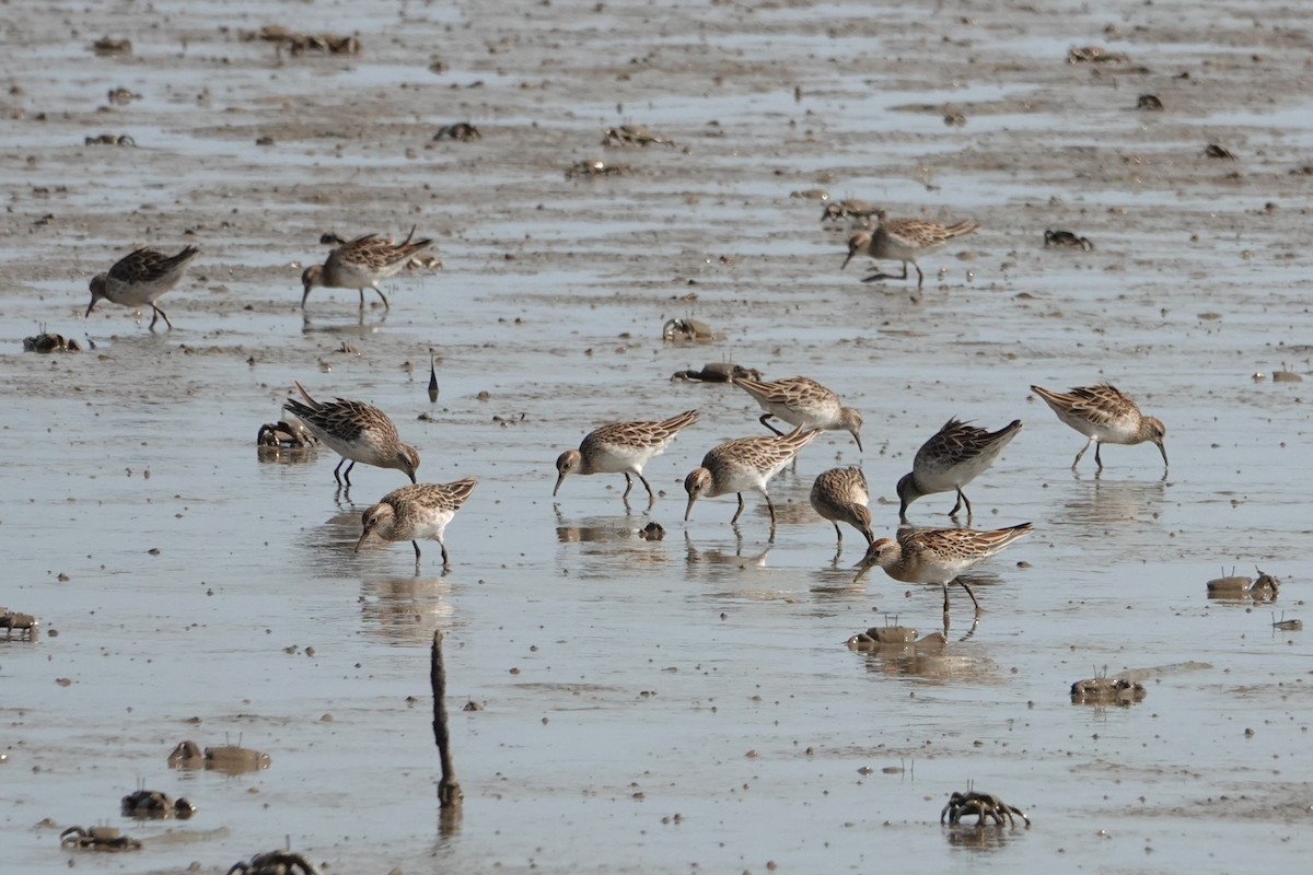 Sharp-tailed Sandpiper - ML646438217