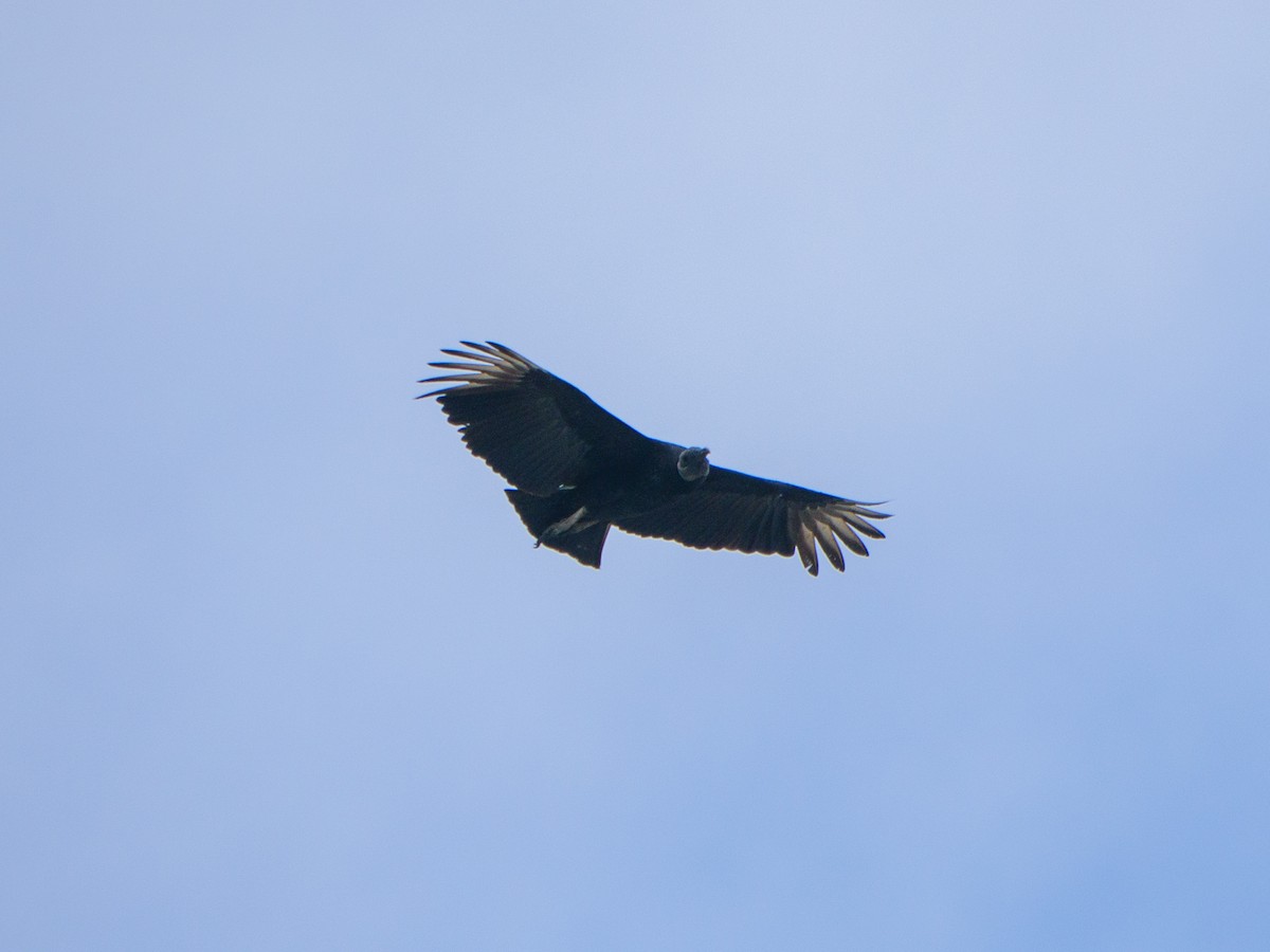 Karga Akbabası - ML646438218