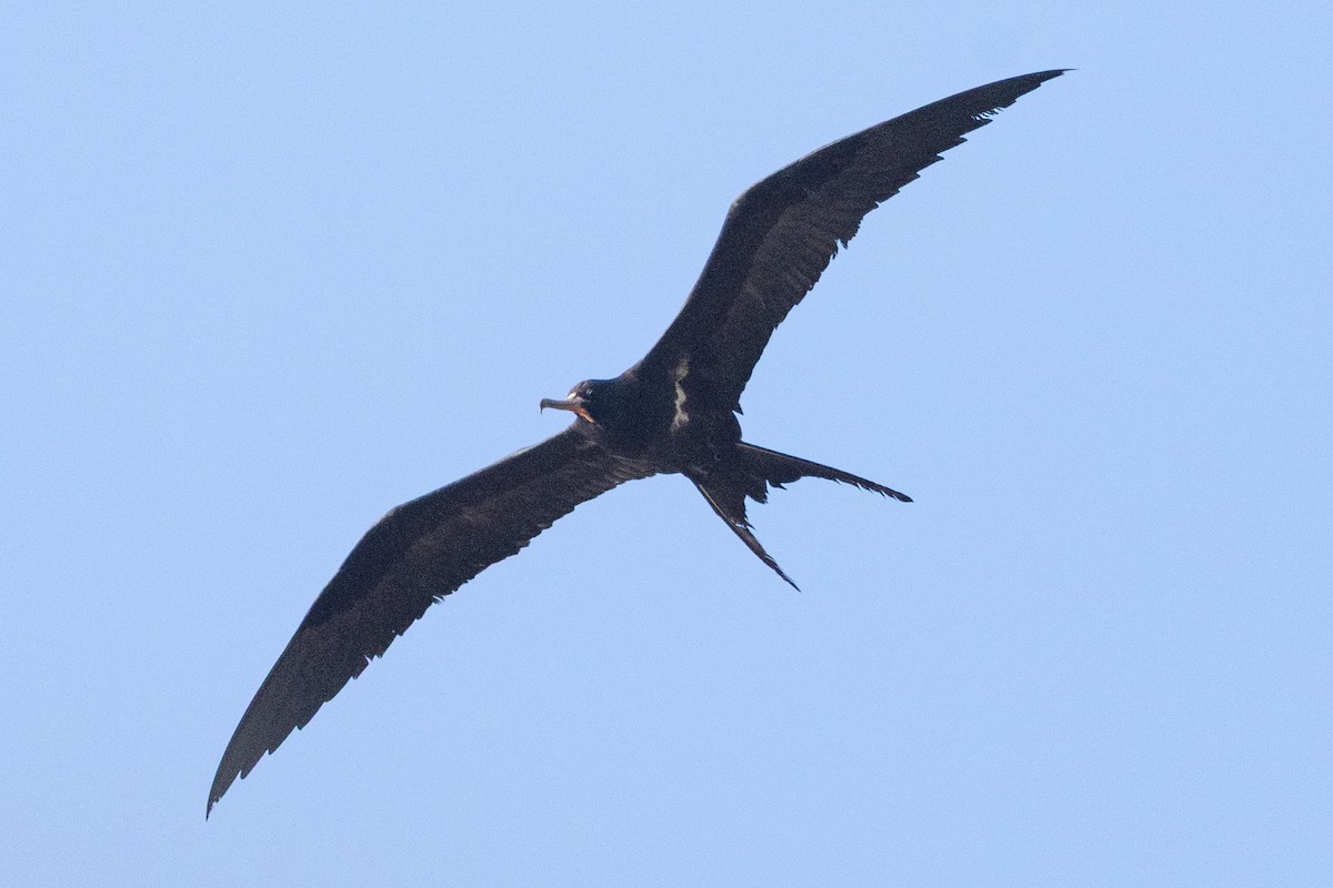 Küçük Fregatkuşu - ML646438219