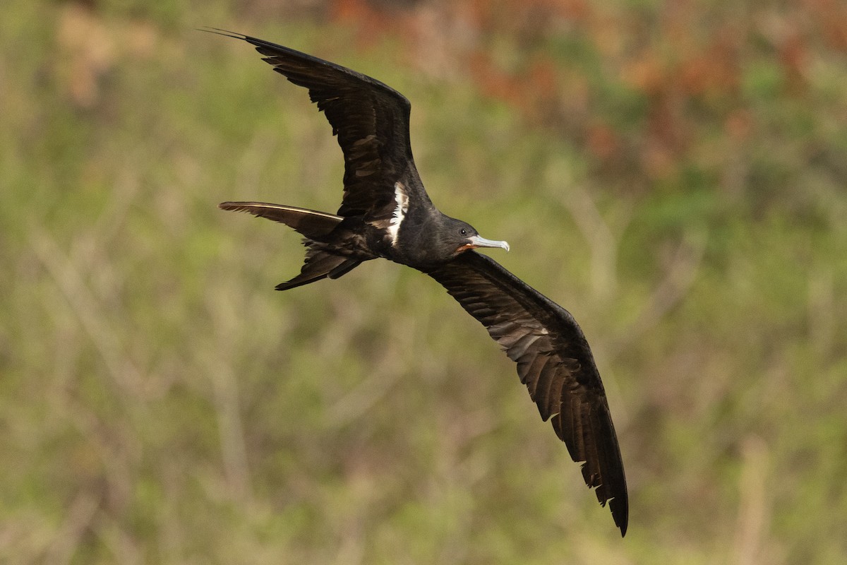 Küçük Fregatkuşu - ML646438220