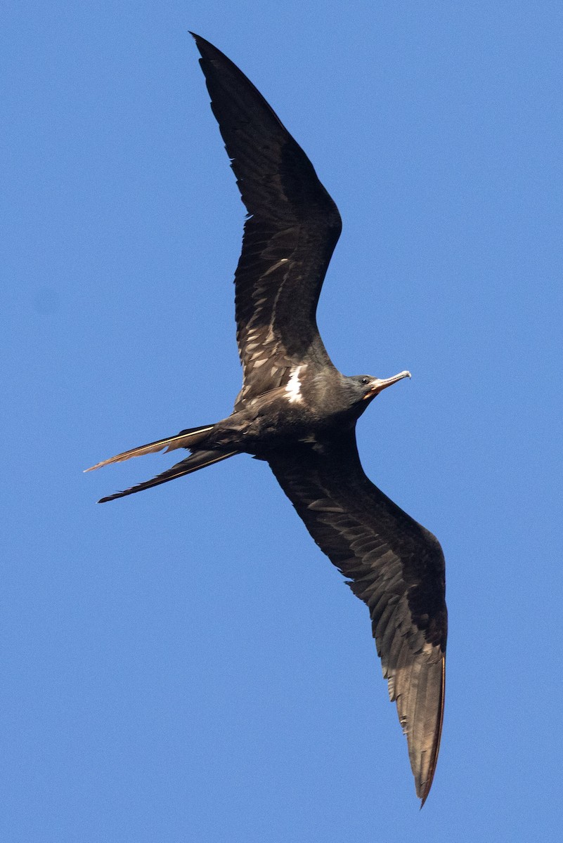 Küçük Fregatkuşu - ML646438221