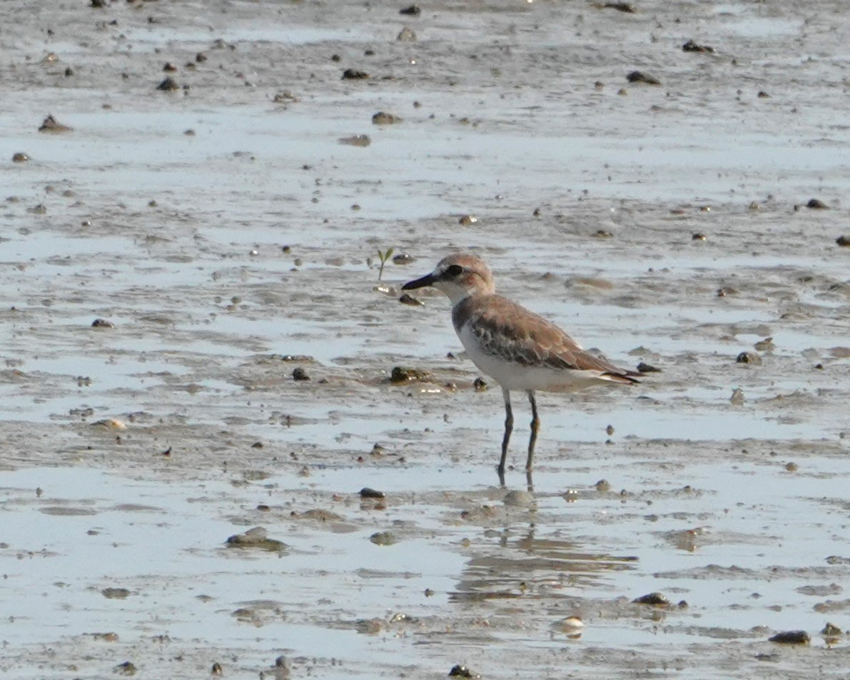 Greater Sand-Plover - ML646438222
