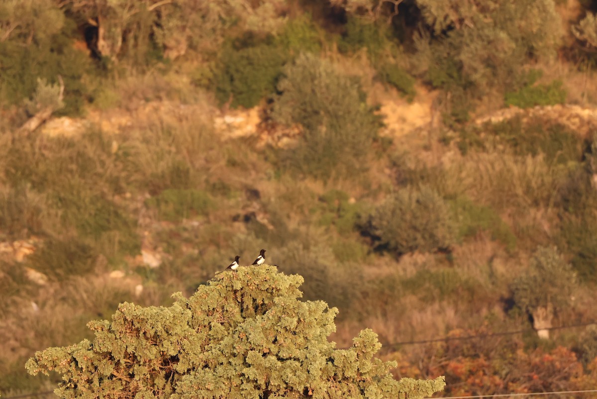 Eurasian Magpie - ML646438223