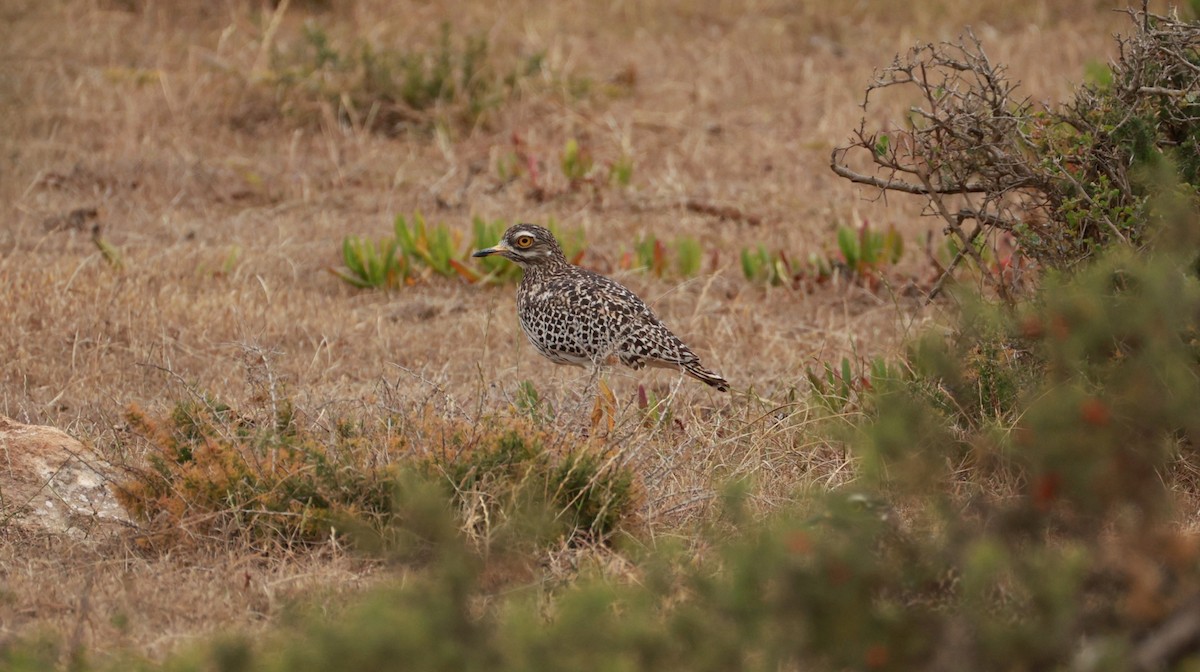 Spotted Thick-knee - ML646438224