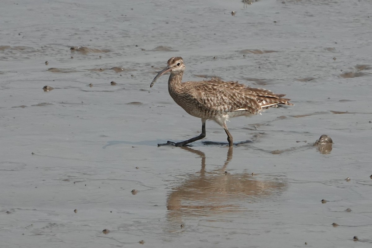Eurasian Whimbrel - ML646438225