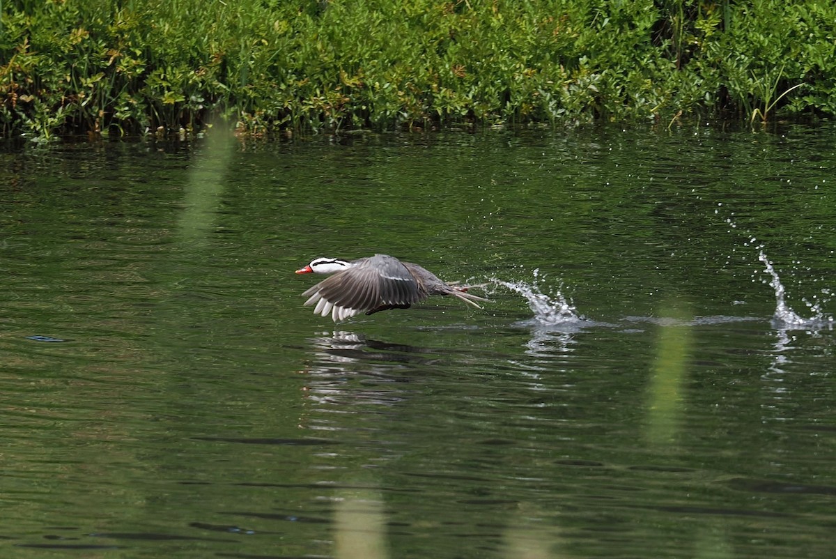 Torrent Duck - ML646438226