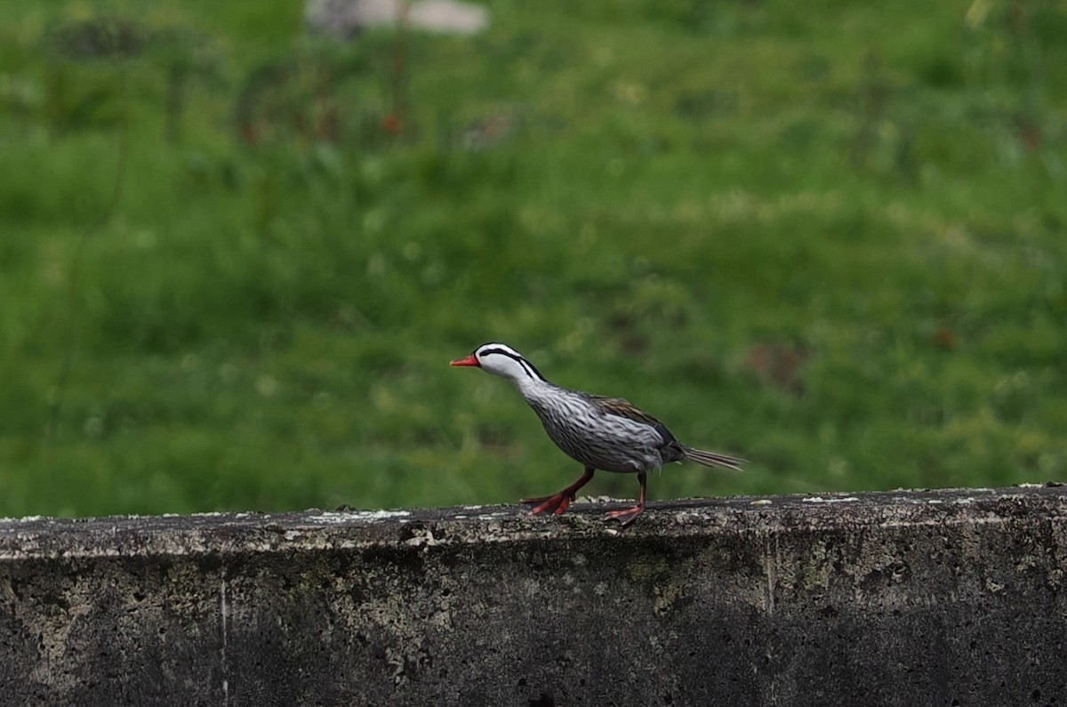 Torrent Duck - ML646438227