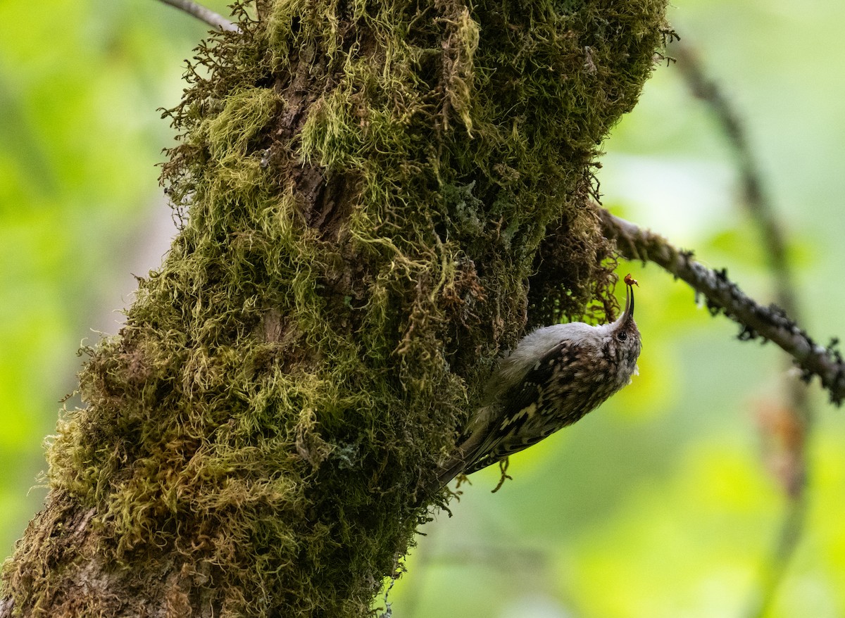 Brown Creeper - ML646438228