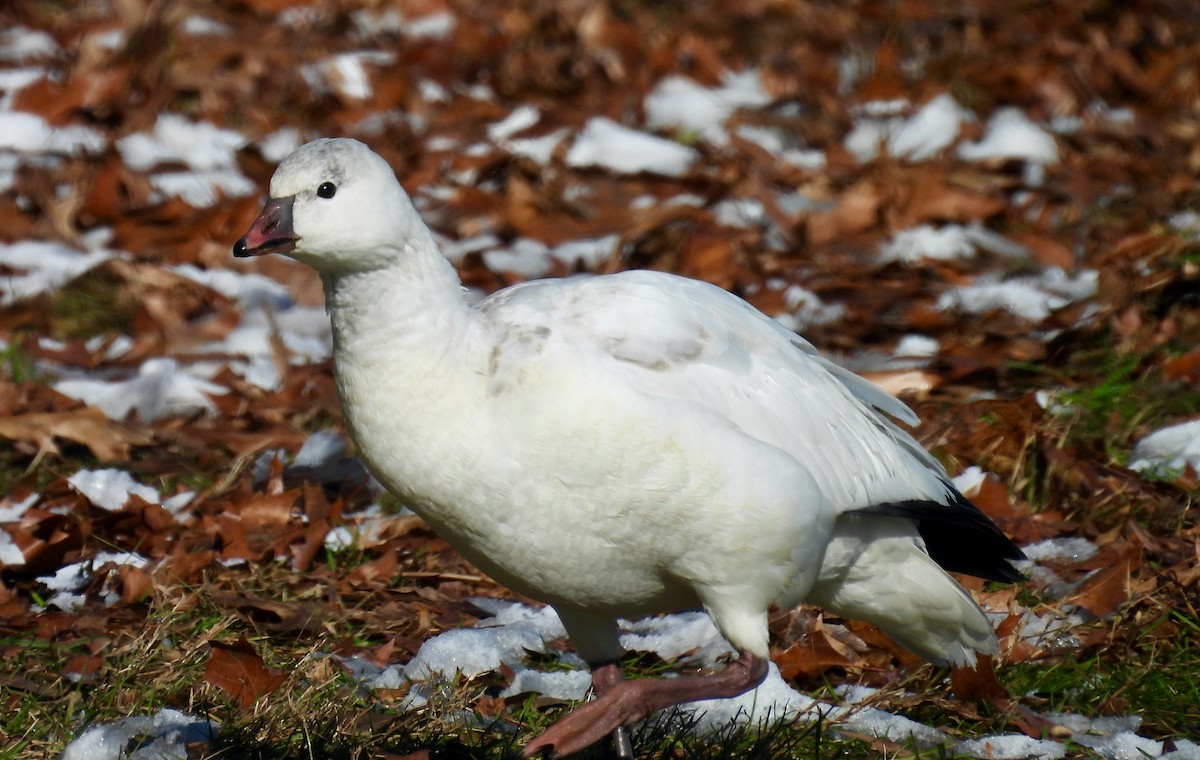 Ross's Goose - ML646438229
