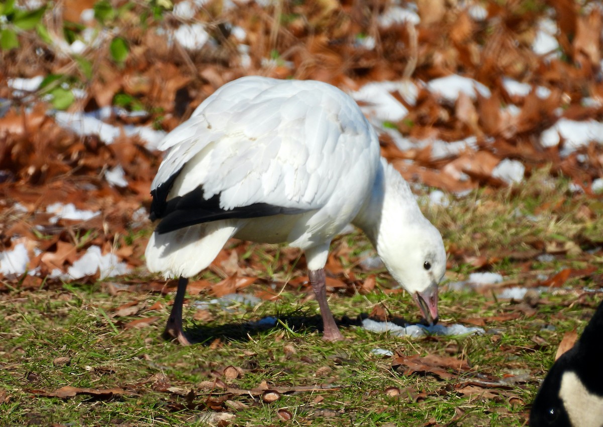 Ross's Goose - ML646438230