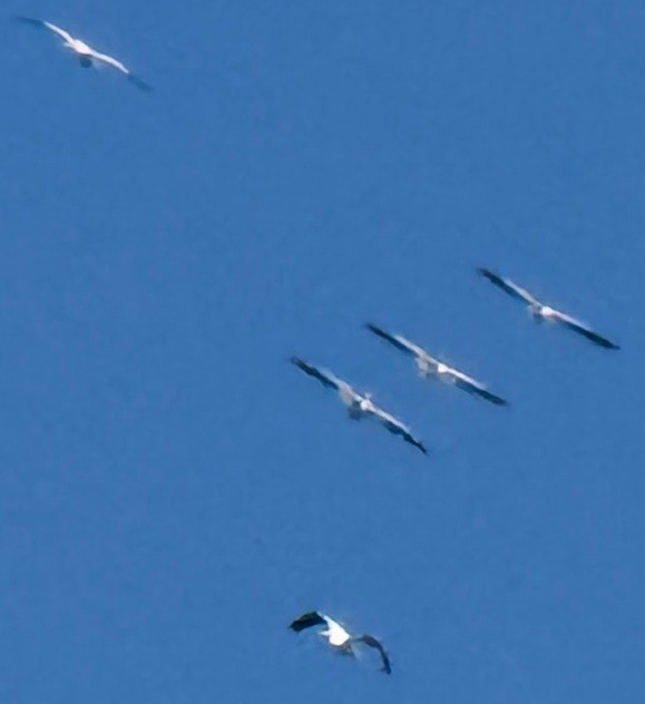 American White Pelican - ML646438231