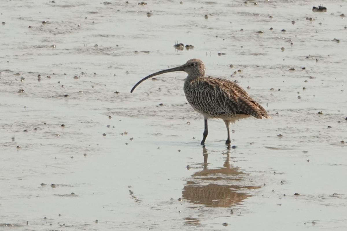 Far Eastern Curlew - ML646438233