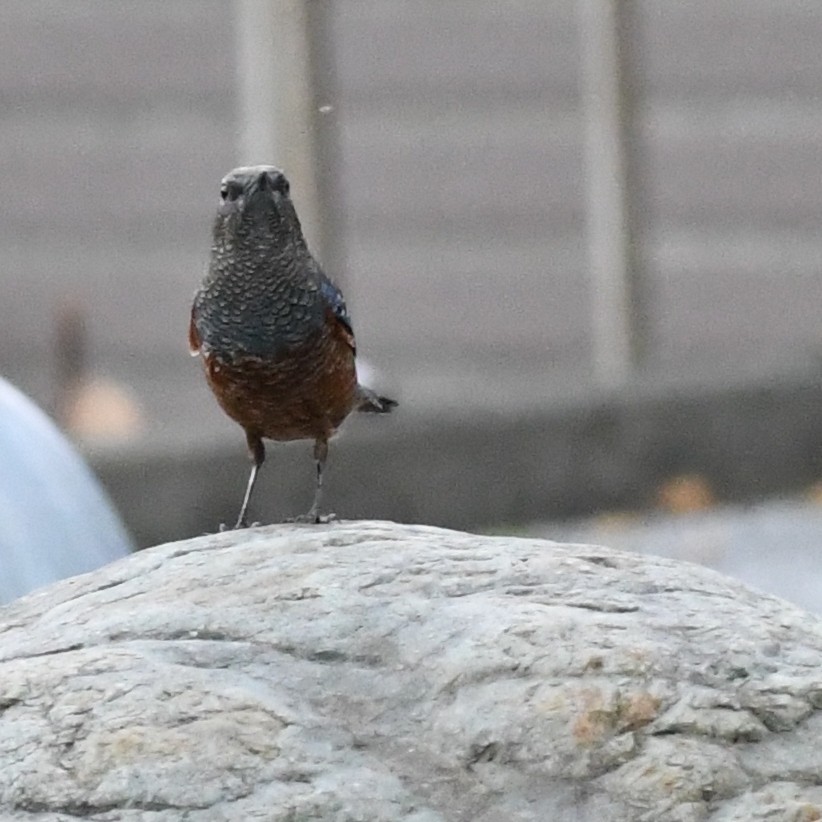 Blue Rock-Thrush - ML646438235