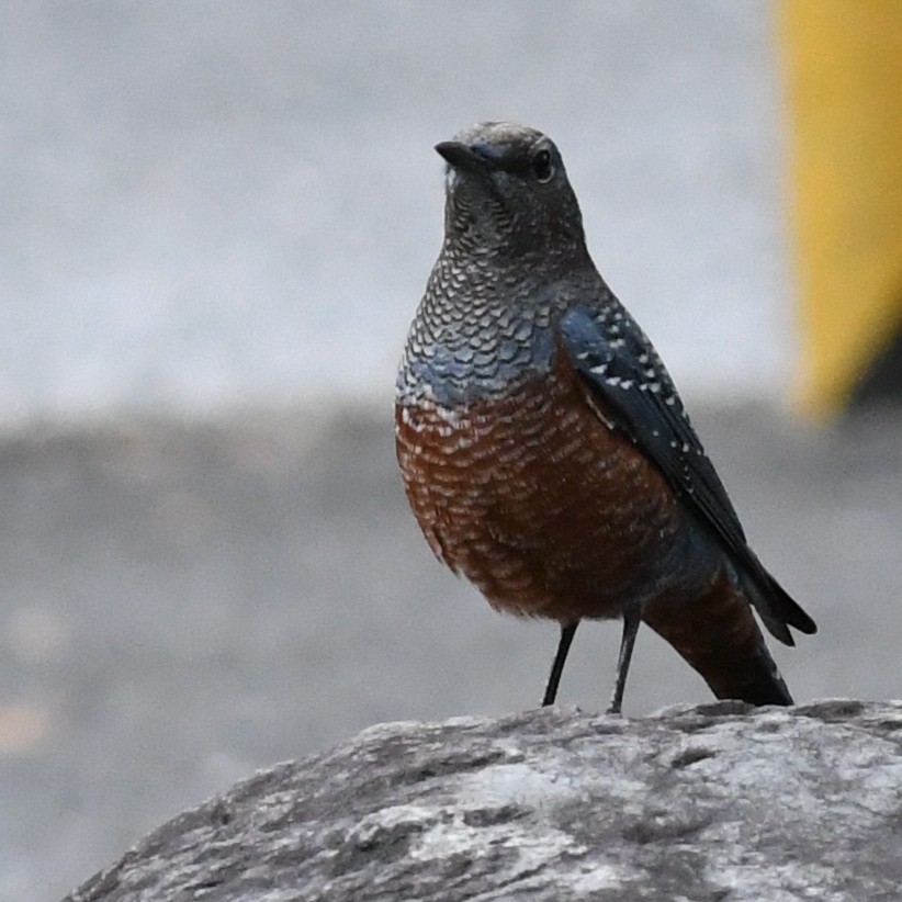 Blue Rock-Thrush - ML646438236