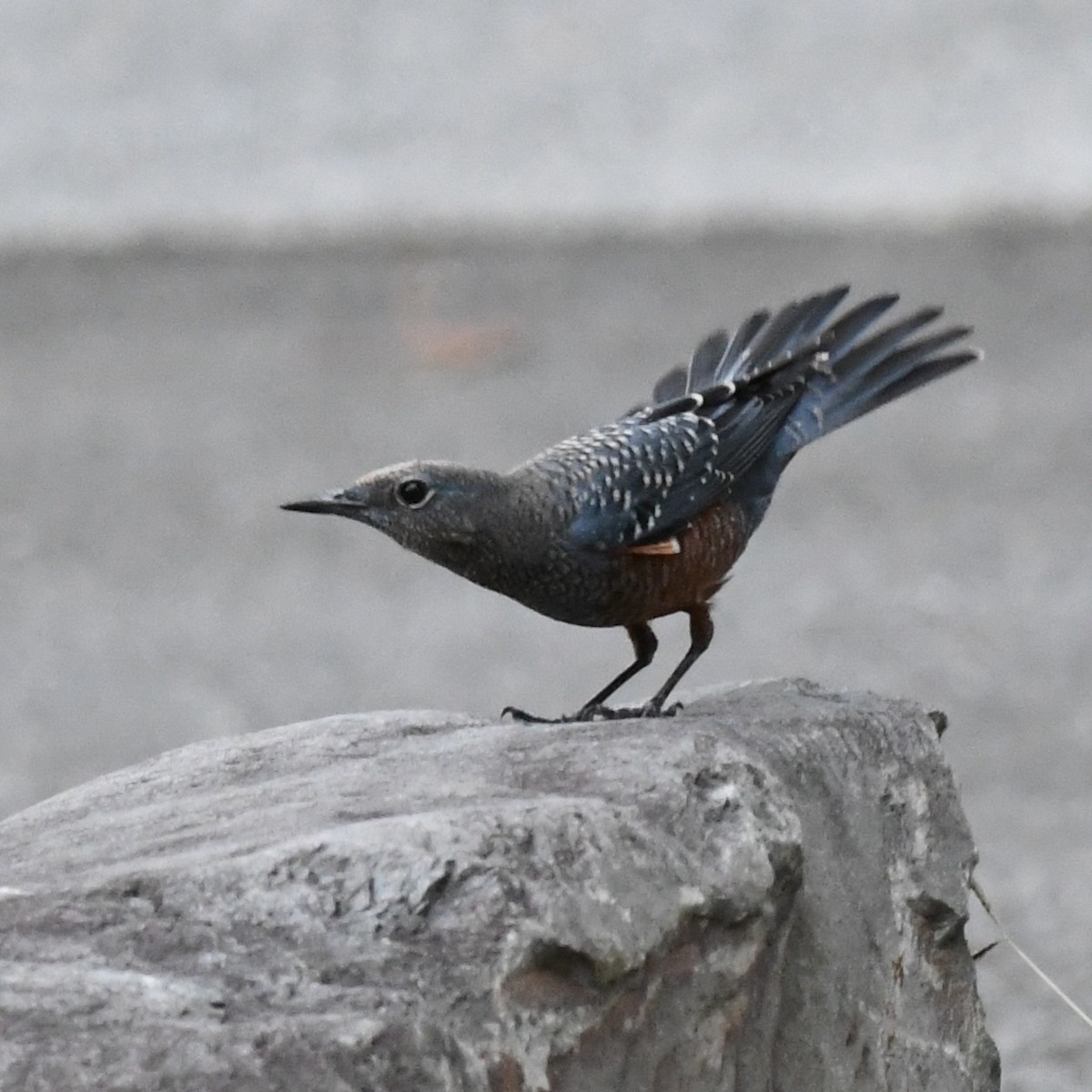 Blue Rock-Thrush - ML646438237