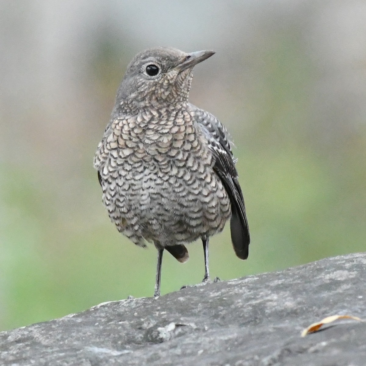Blue Rock-Thrush - ML646438238