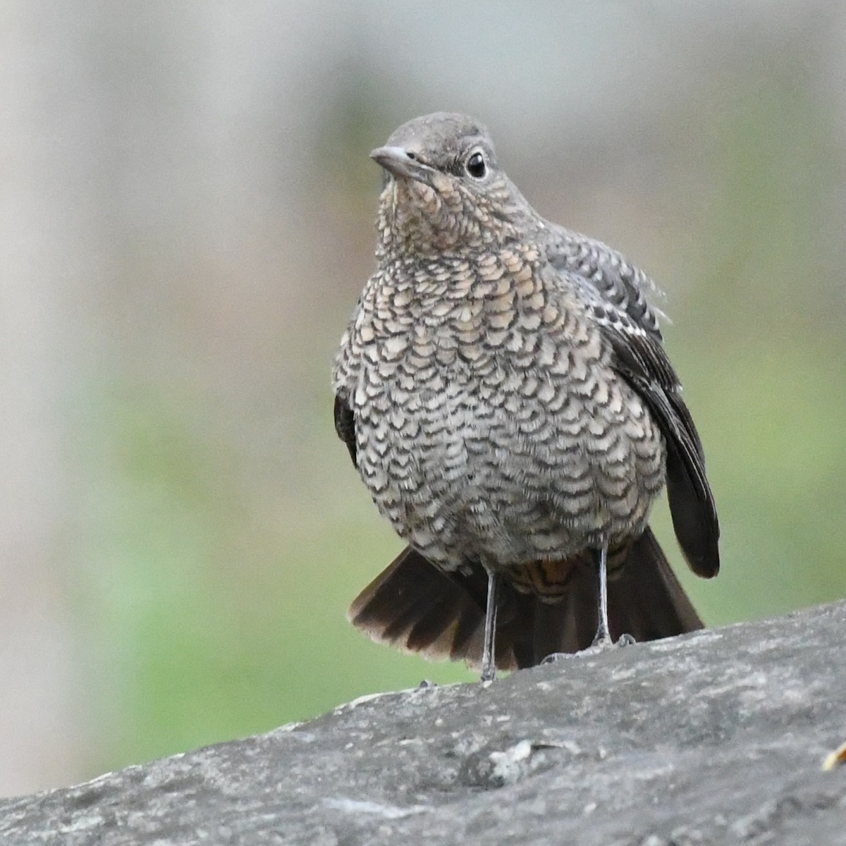 Blue Rock-Thrush - ML646438239