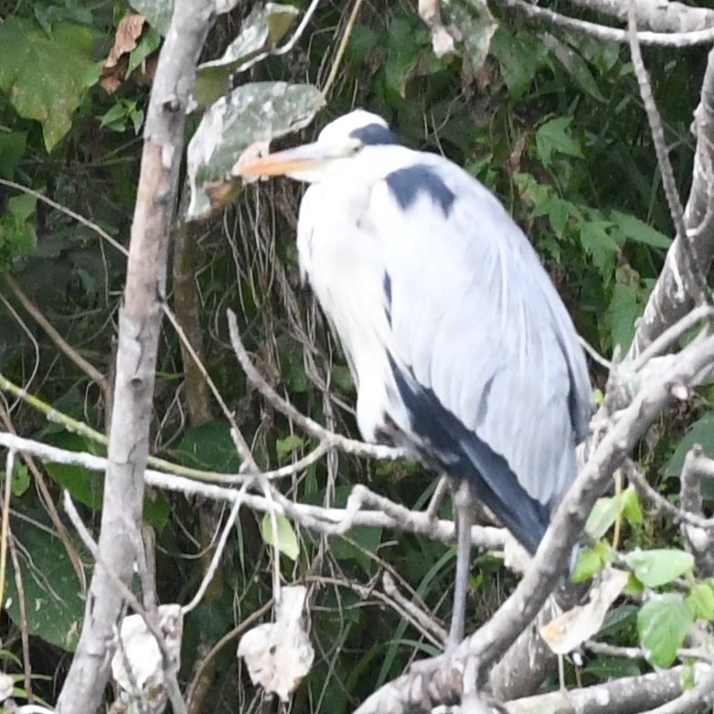 Gray Heron - ML646438240
