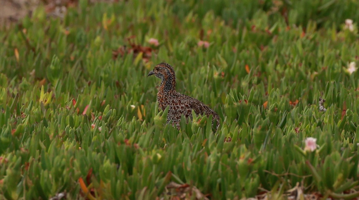 Gray-winged Francolin - ML646438241