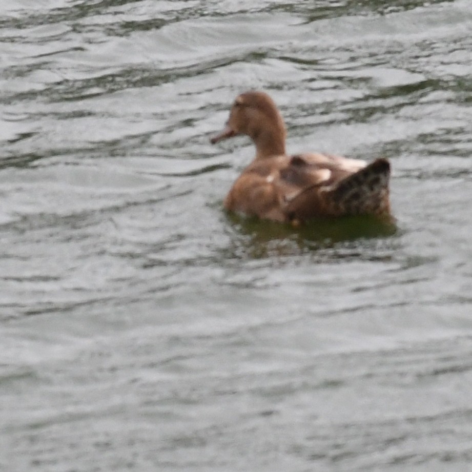 Mallard (Domestic type) - ML646438242