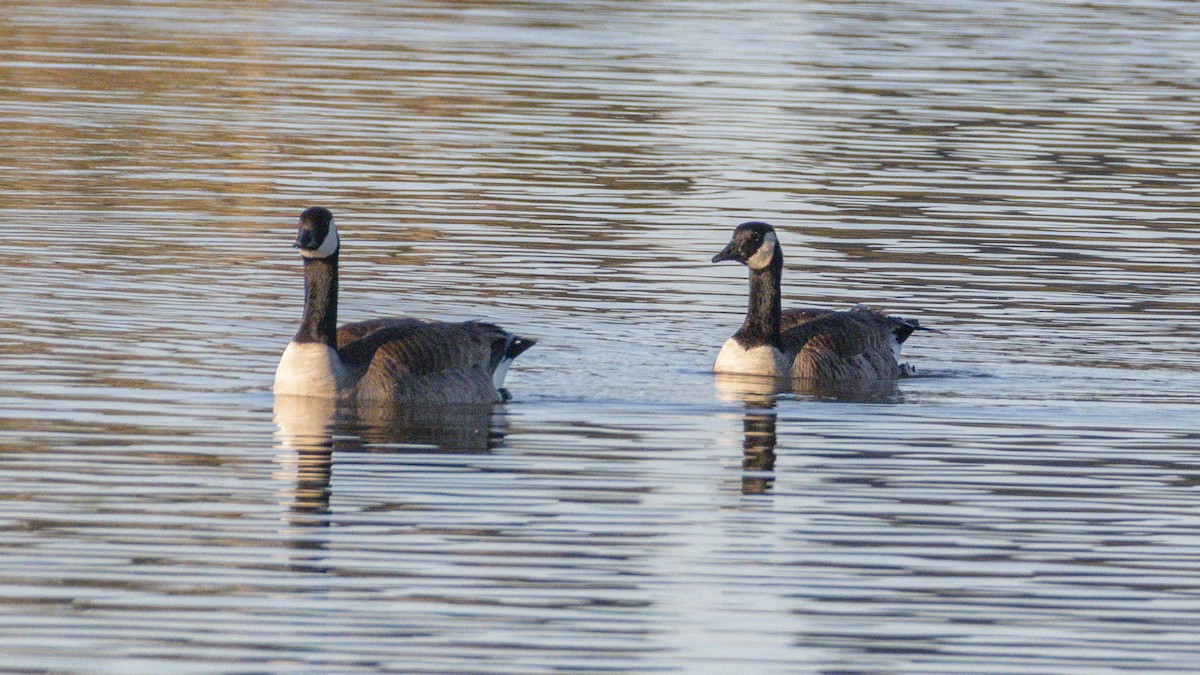 Canada Goose - ML646438243