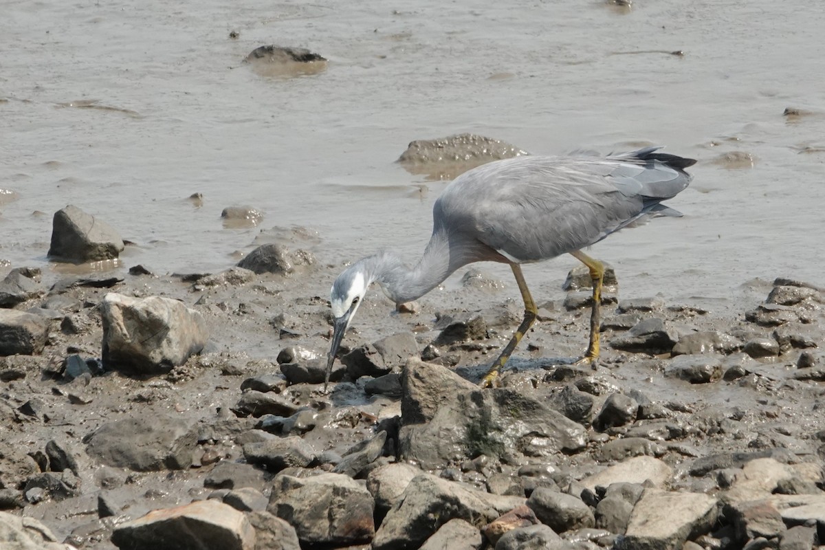 White-faced Heron - ML646438244