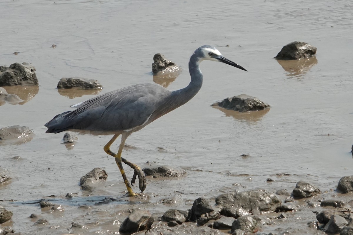 White-faced Heron - ML646438245