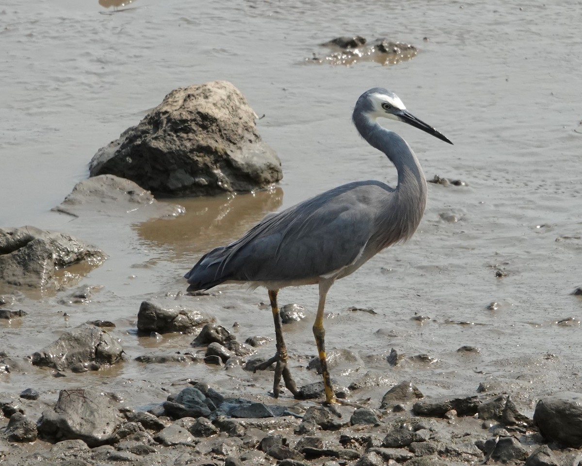 White-faced Heron - ML646438246