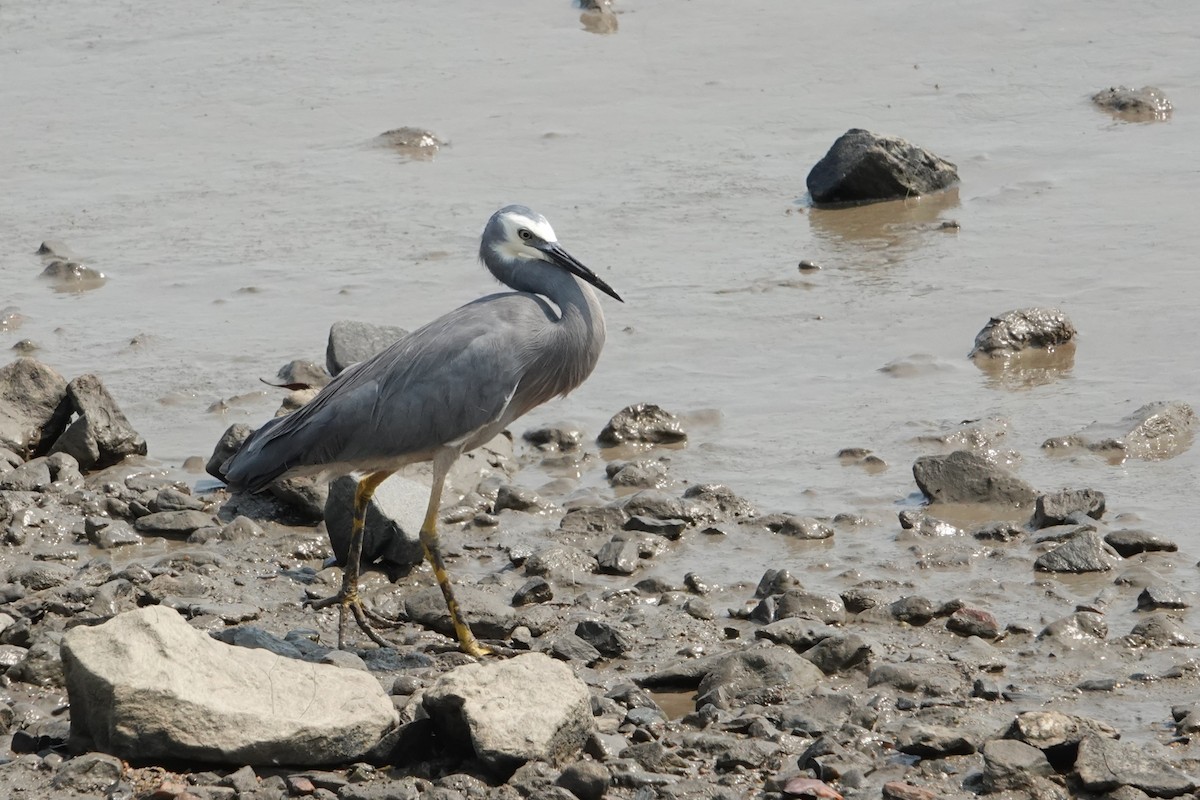White-faced Heron - ML646438247