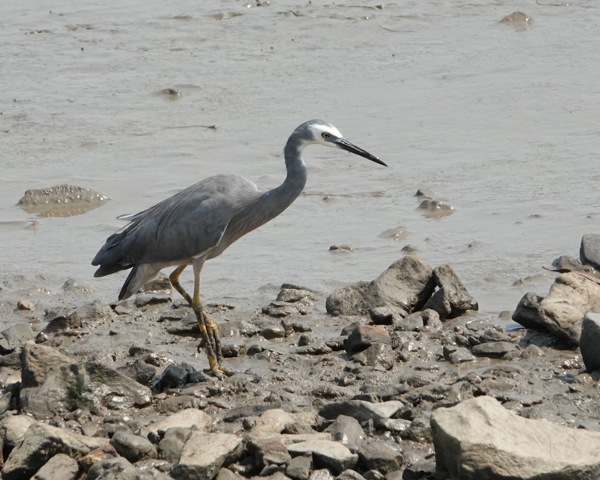 White-faced Heron - ML646438248