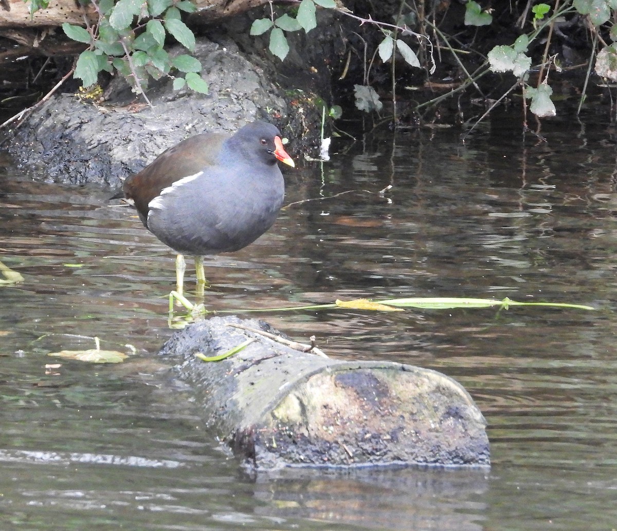 Eurasian Moorhen - ML646438249