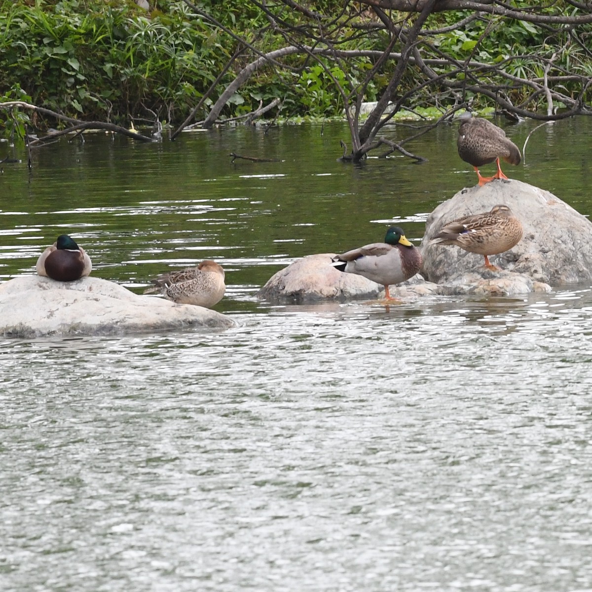 Mallard - ML646438250