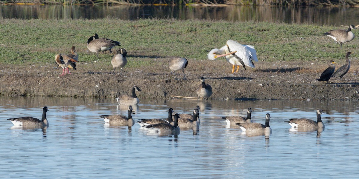 Canada Goose - ML646438251