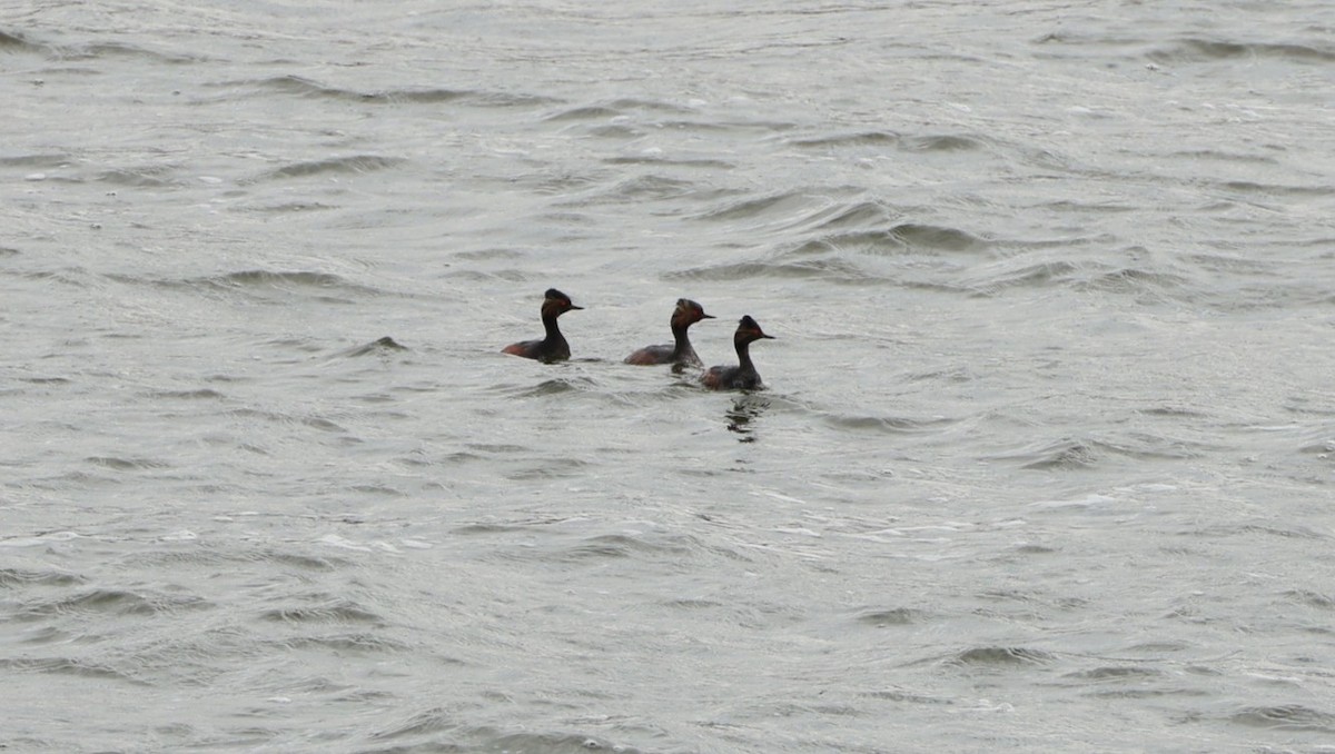 Eared Grebe - ML646438252