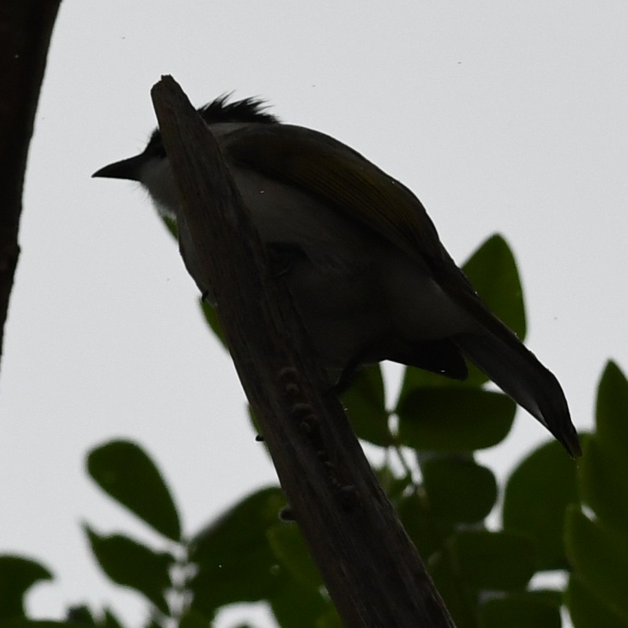 Styan's Bulbul - ML646438253