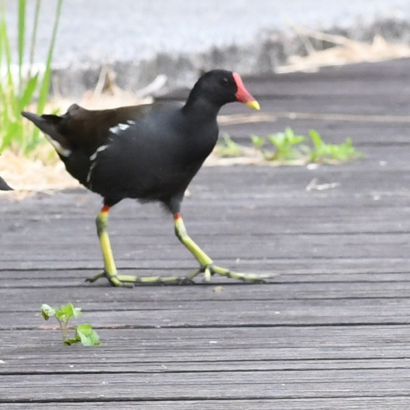 Eurasian Moorhen - ML646438256