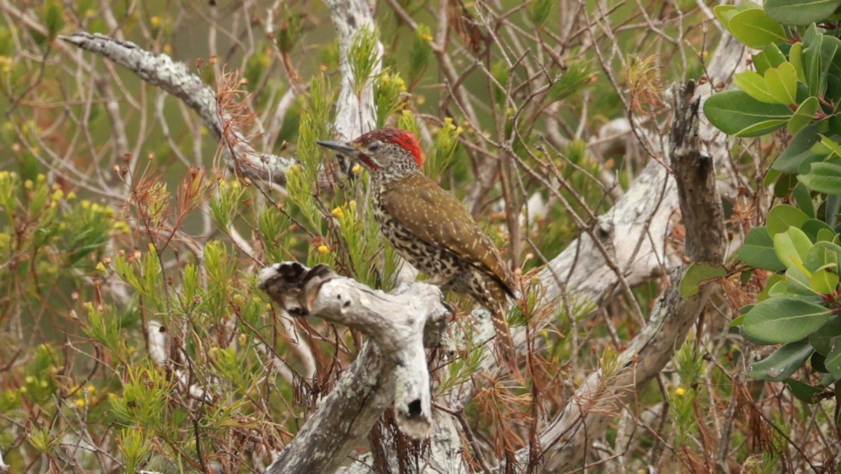 Nayzna Ağaçkakanı - ML646438257