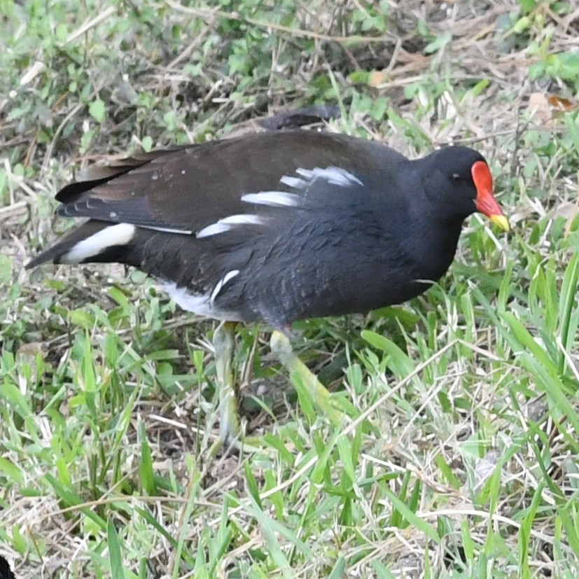 Eurasian Moorhen - ML646438258